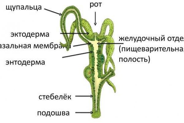 Кракен онион даркнет площадка